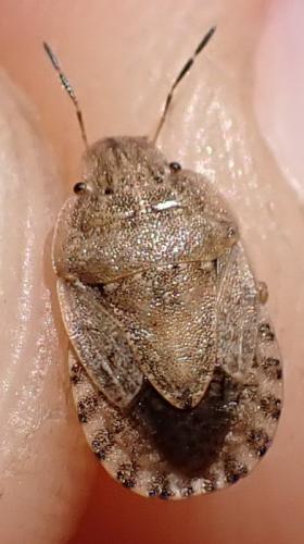 Sciocoris macrocephalus